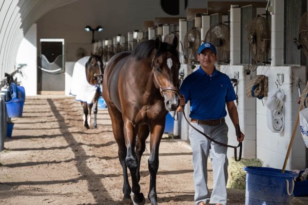 Milver Martinez leads horse at Palm Meadows Training Center