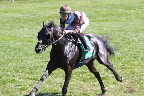 Hit That Review (IRE) secures a victory on his fourth attempt