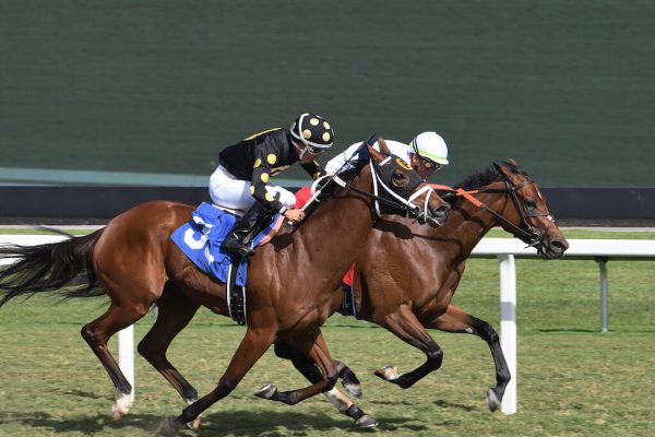Normanjito (FR) dead heats at Gulfstream Park.