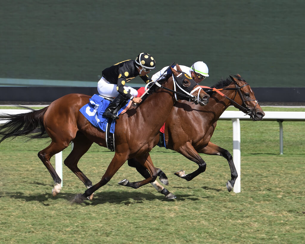 Normanjito (FR) dead heats at Gulfstream Park.