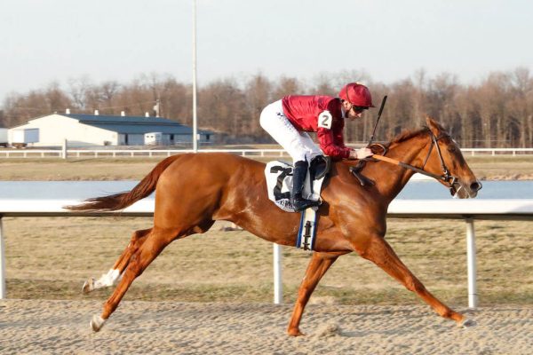 Long Ago (GB) takes to the USA like a duck to water. Wins at first local asking for Qatar LLC.